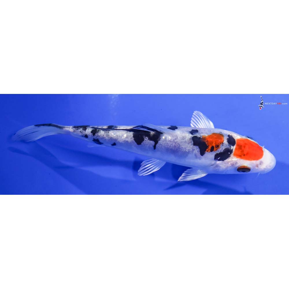 5” Imported Heisei Nishiki