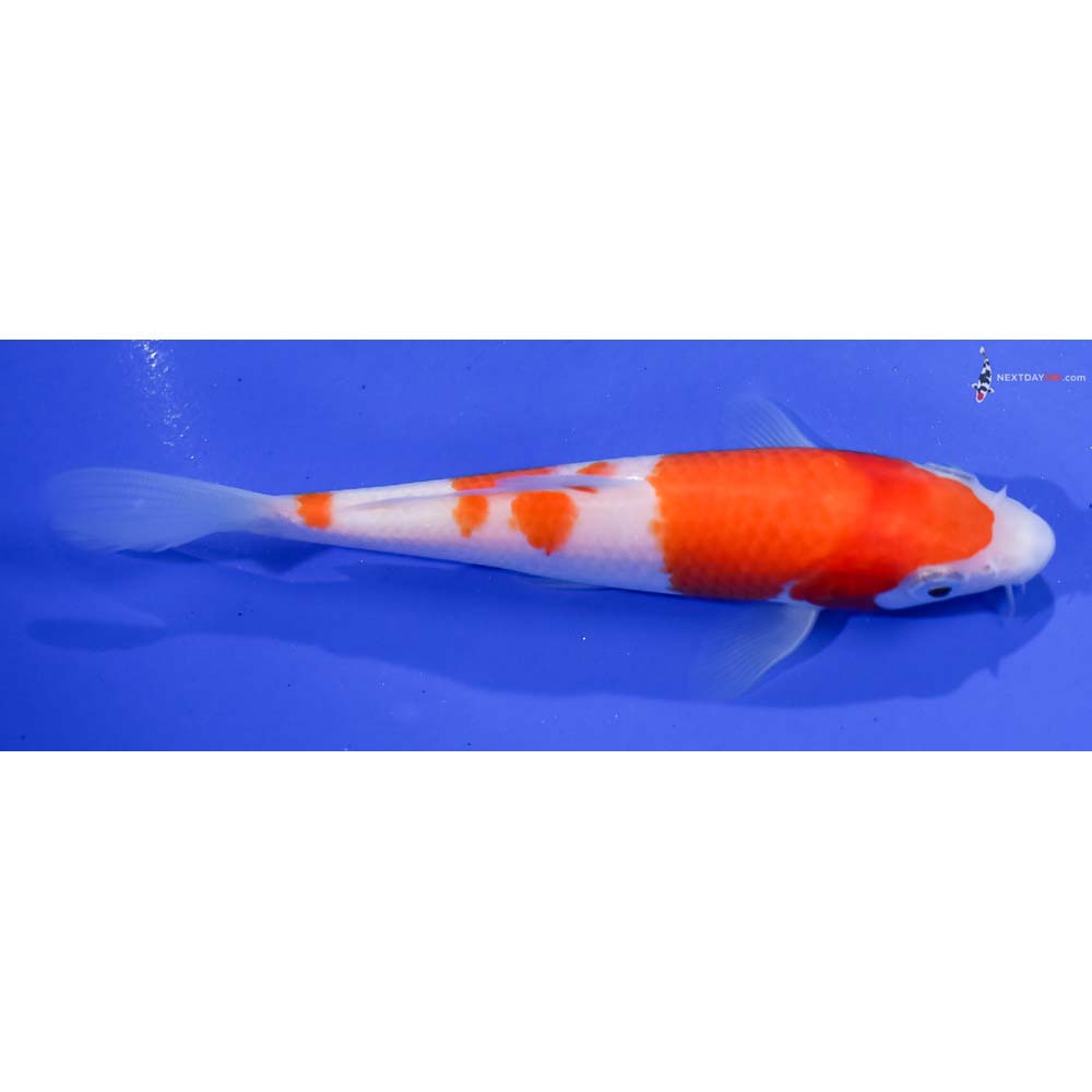 5” Imported Kohaku