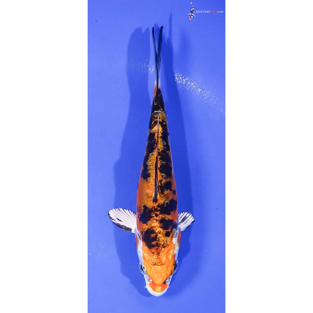 5” Imported Heisei Nishiki