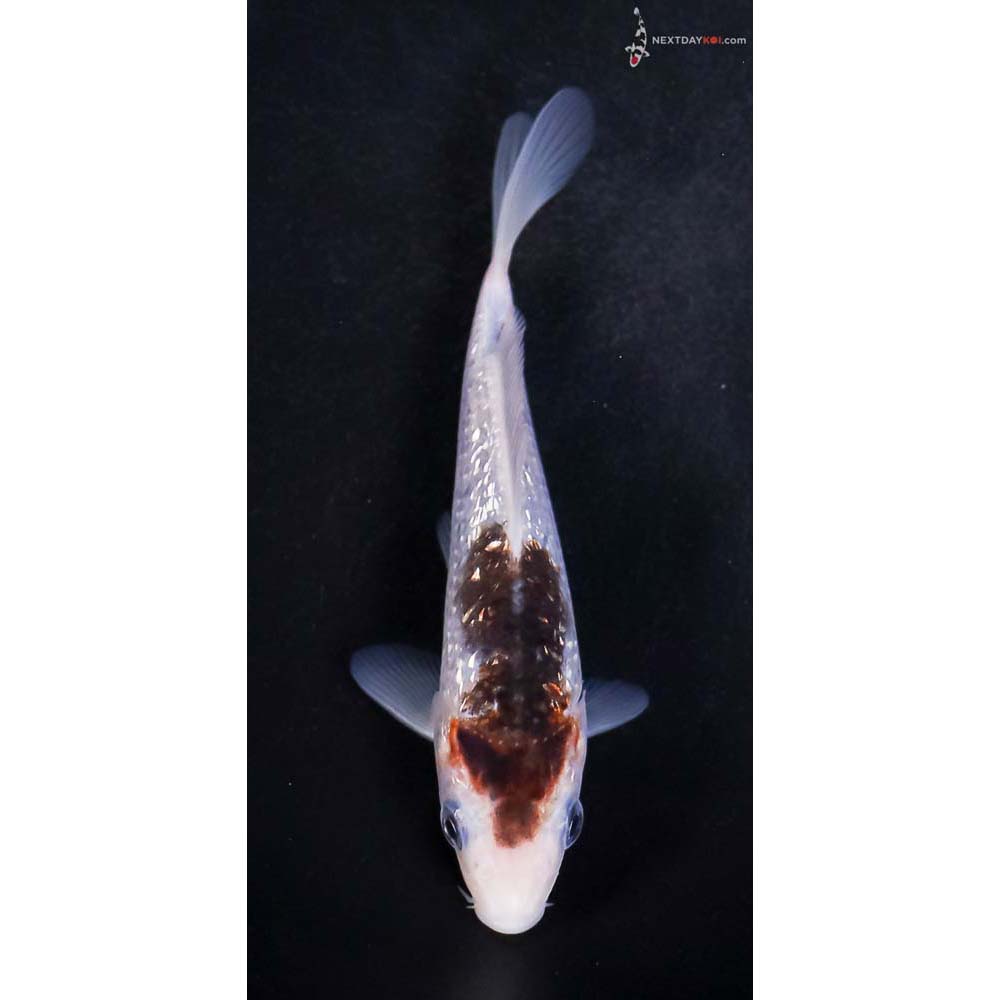 5” Imported Gin Rin Goromo