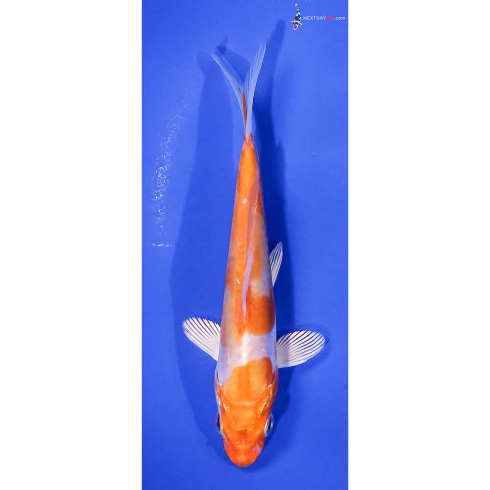 5.5” Imported Kikusui