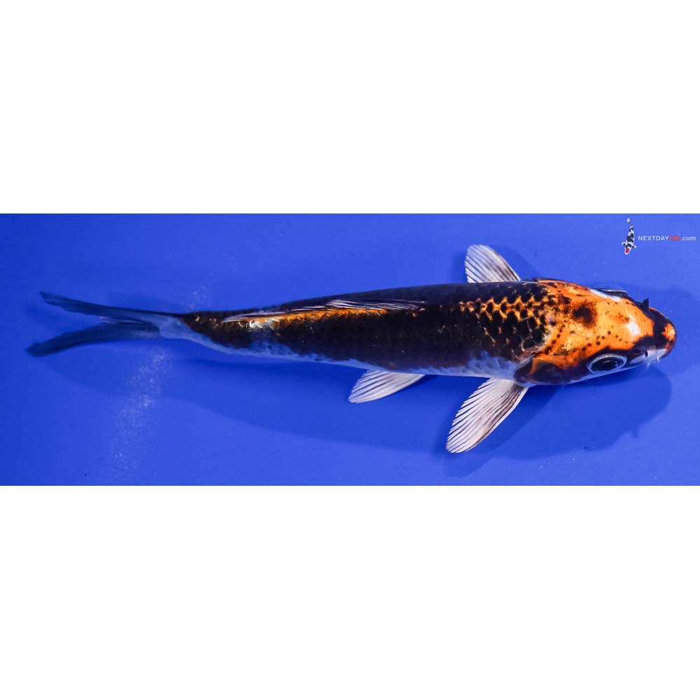 5.5” Imported Kujaku