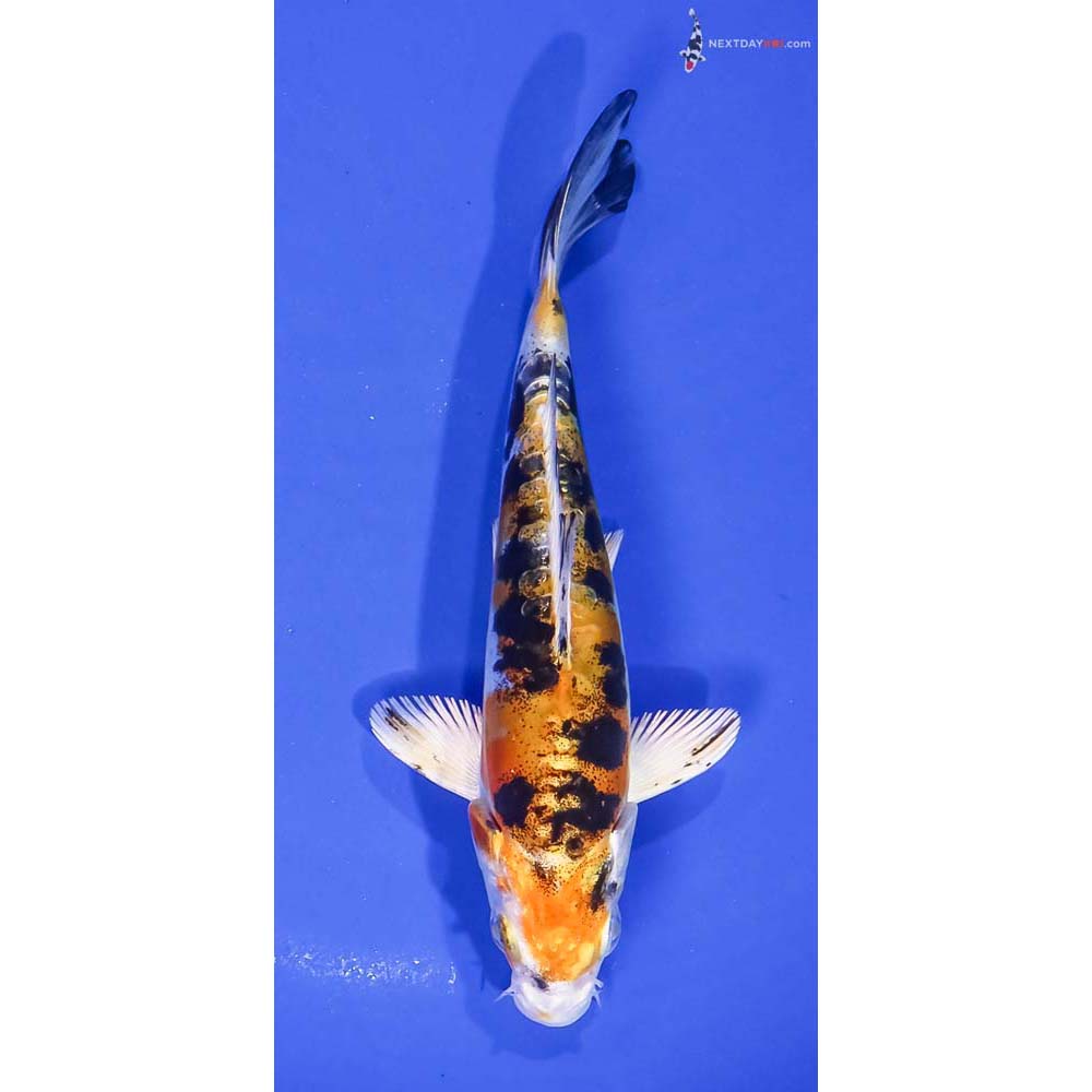 5.5” Imported Heisei Nishiki