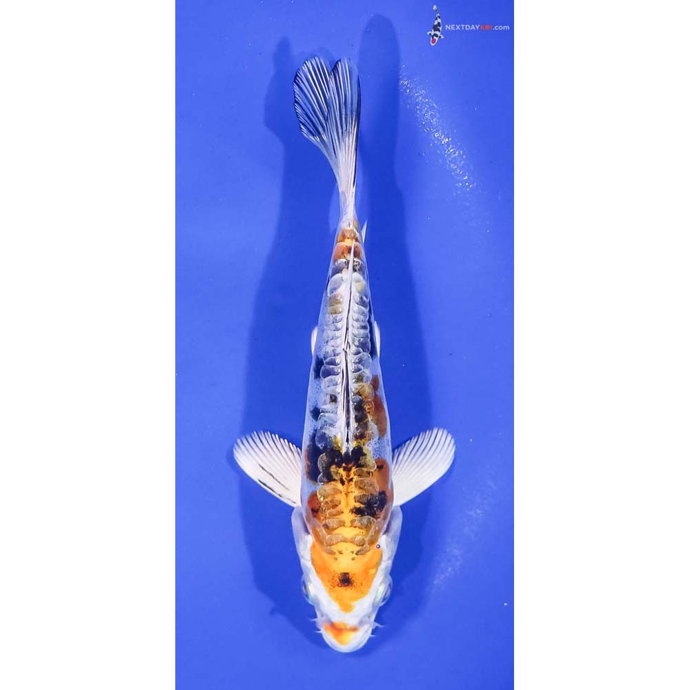 5.5” Imported Heisei Nishiki