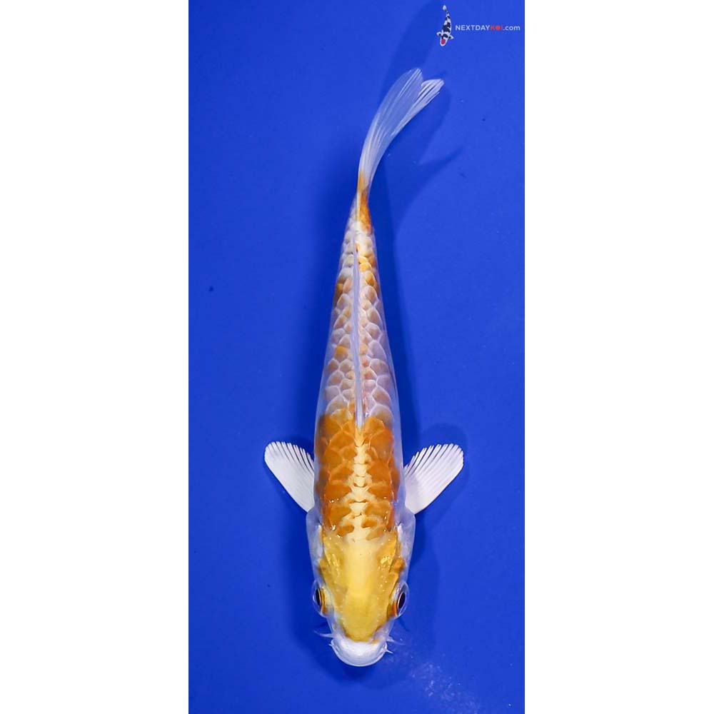 5” Imported Armor Scaled Lemon Hariwake