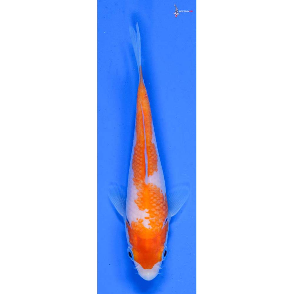 5” Imported Kohaku