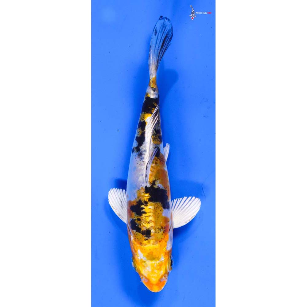 5” Imported Heisei Nishiki