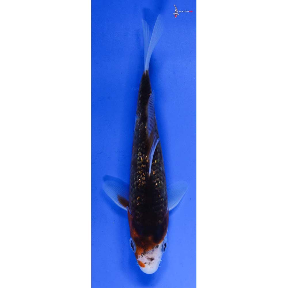 5” Imported Gin Rin Goromo