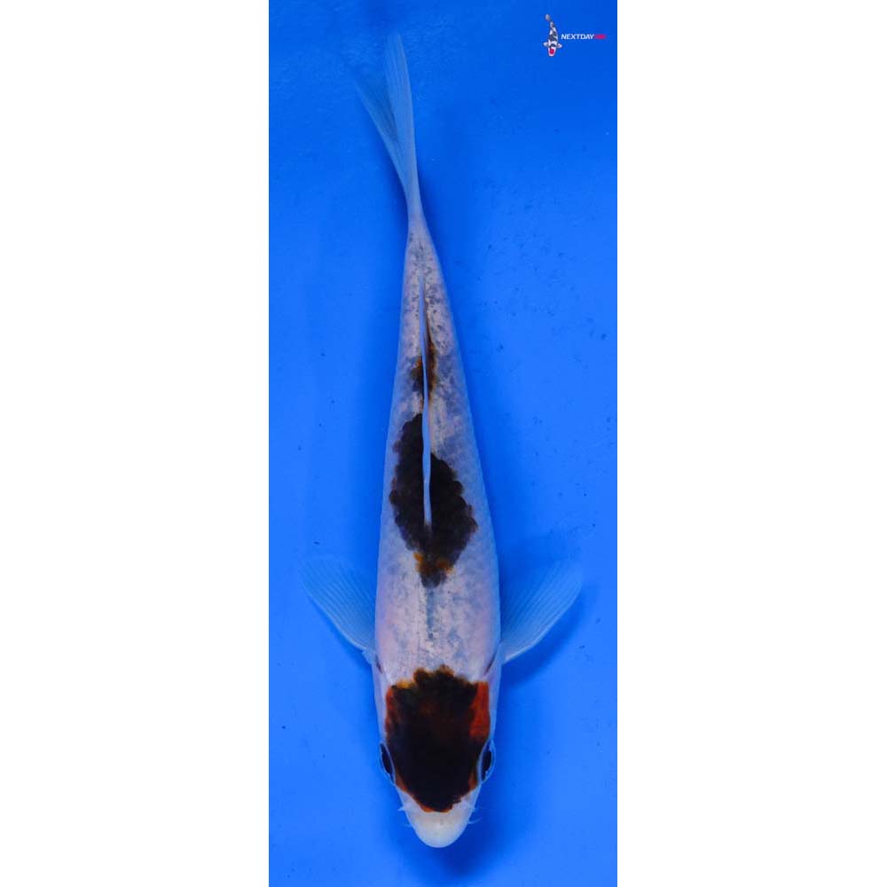 5” Imported Goromo