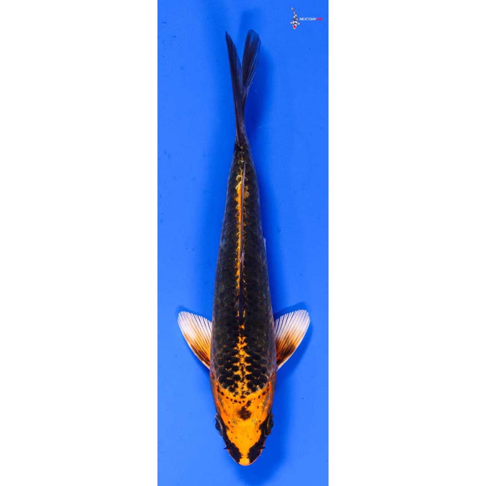 5.5” Imported Orenji Matsuba