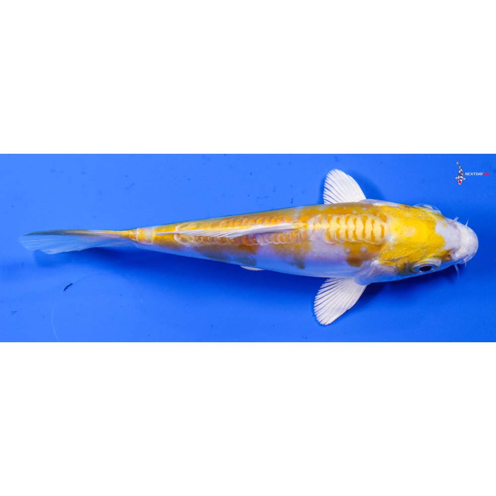 5.5” Imported Doitsu Lemon Hariwake