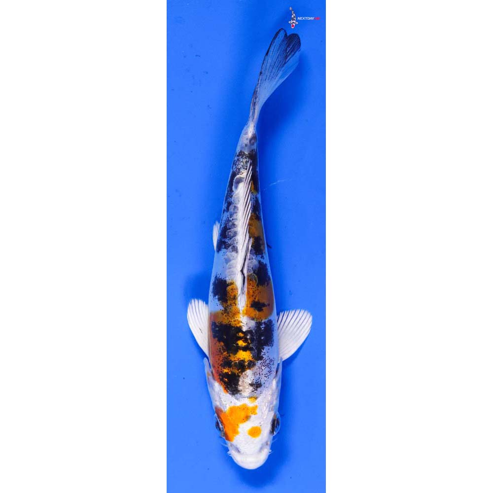 5” Imported Heisei Nishiki