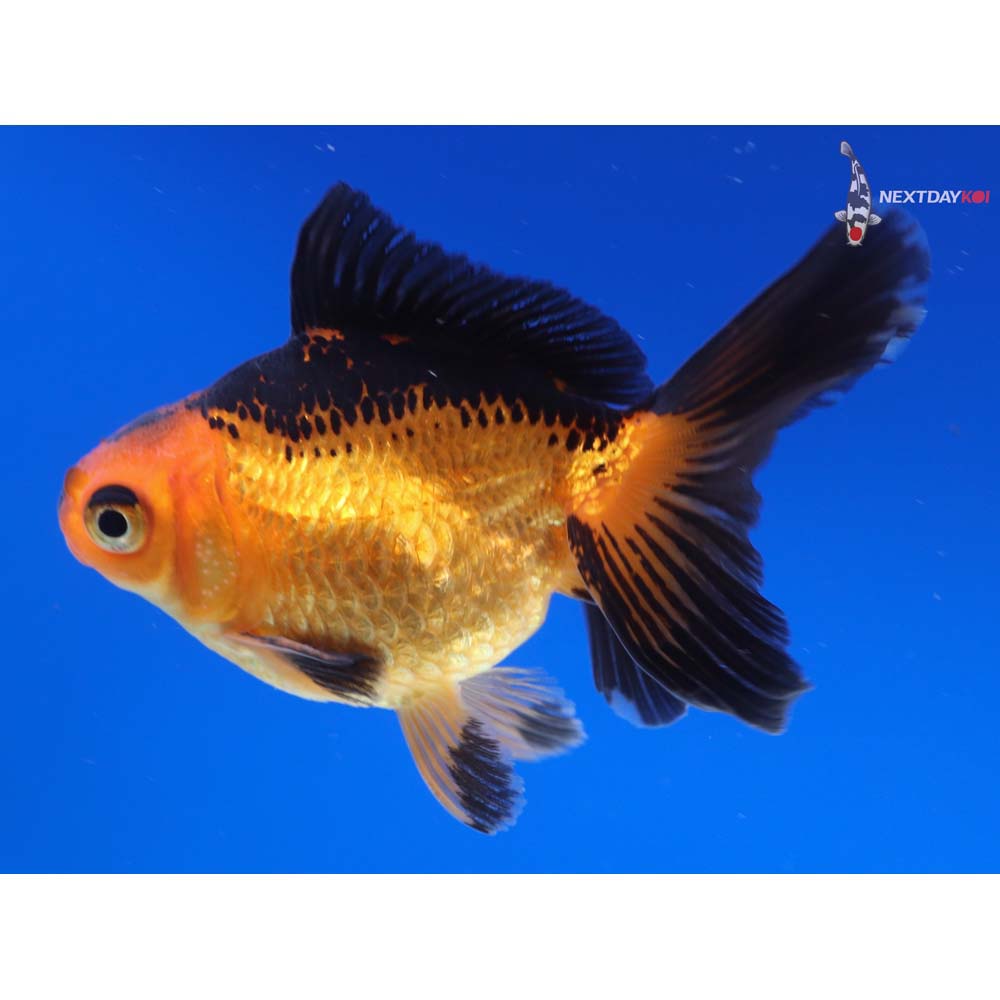 3.5” Imported Male Black and Red Ryukin