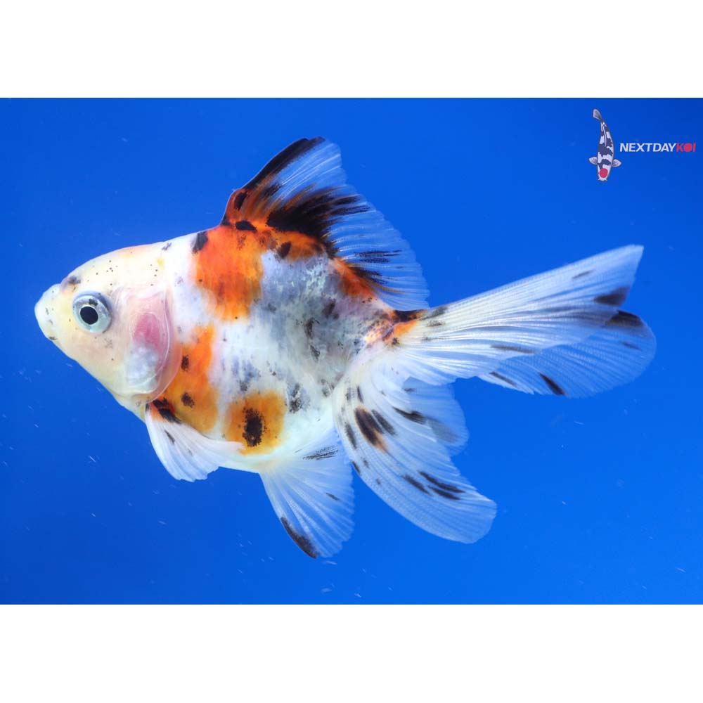 3.5” Imported Calico Ryukin