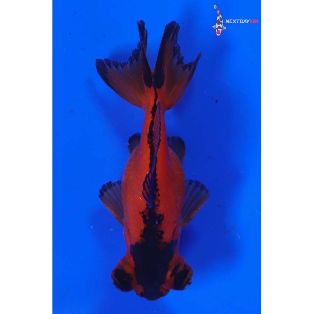 3.5” Imported Male Red and Black Telescope Fantail