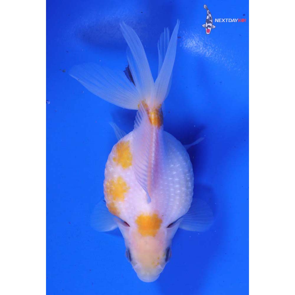 4” Imported Yellow and White Pearlscale