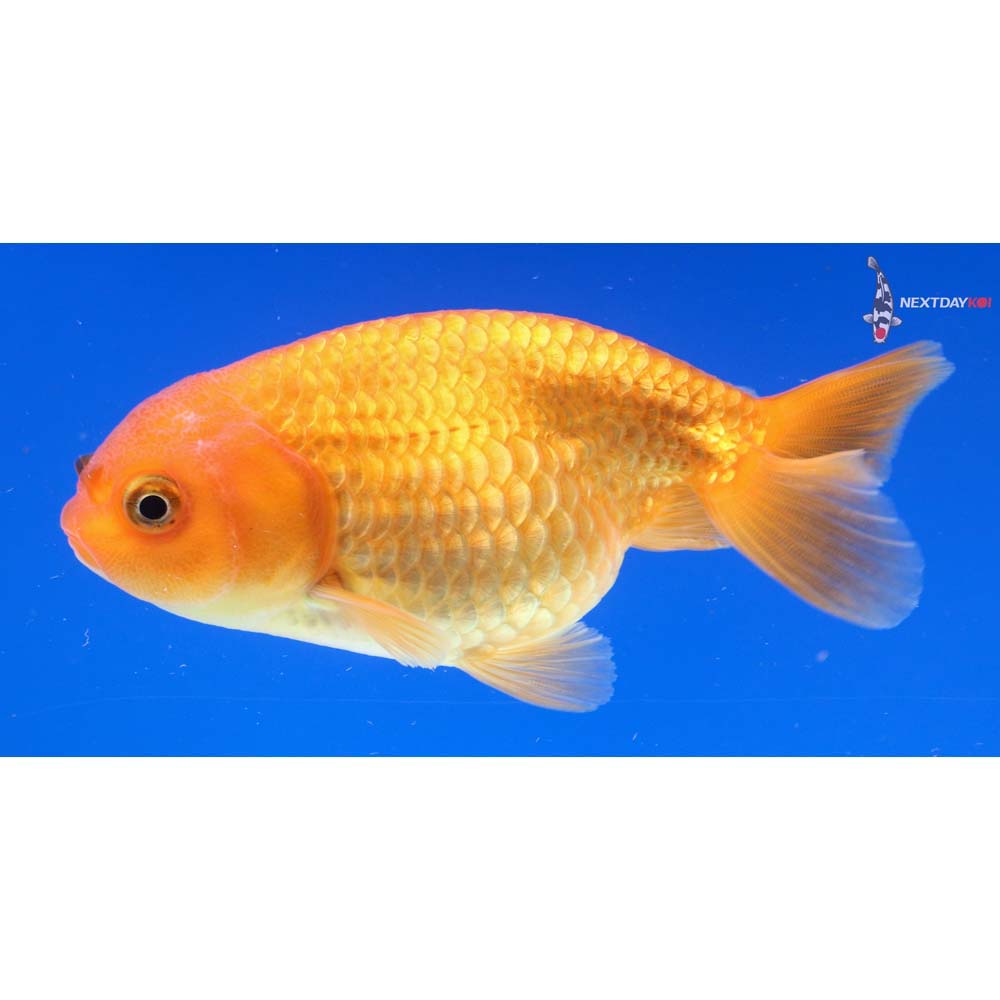 4” Imported Red Ranchu