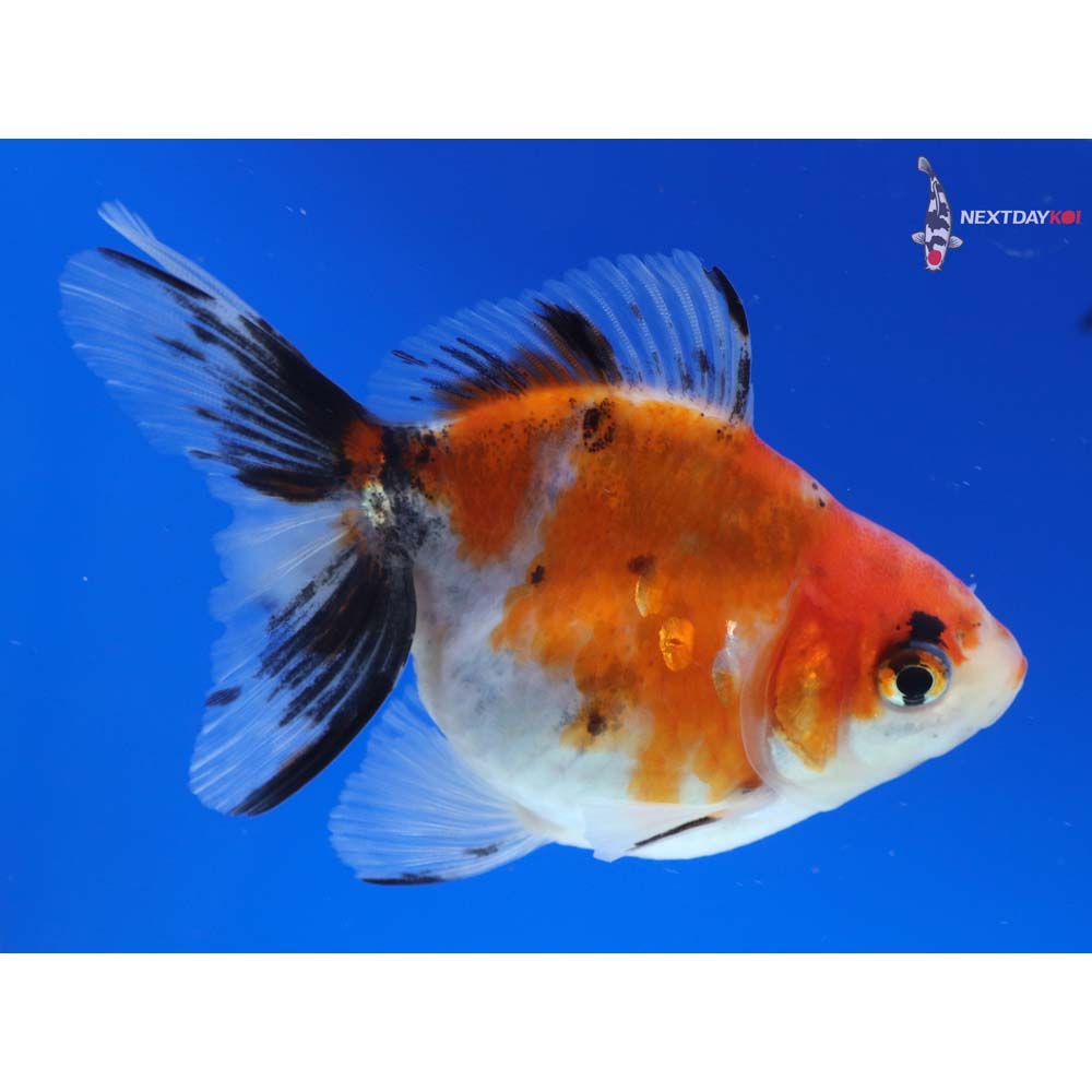 3.5” Imported Calico Ryukin