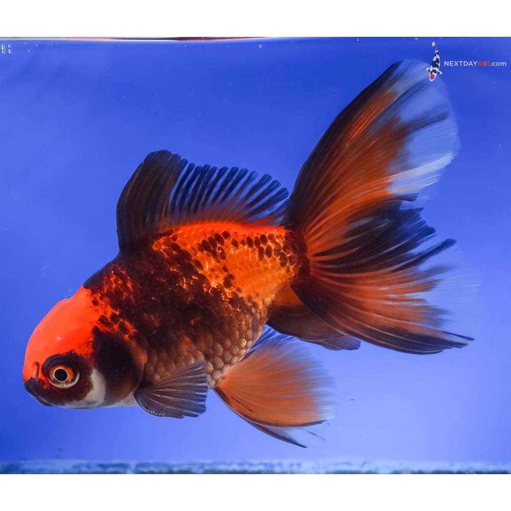 5.5” Imported Male Red and Black Oranda