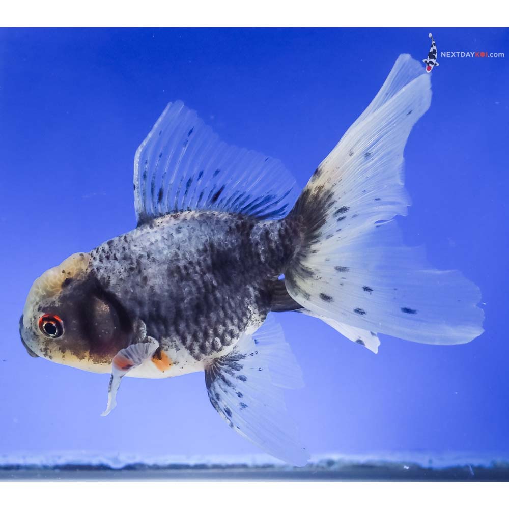 5.5” Imported Male Calico Oranda