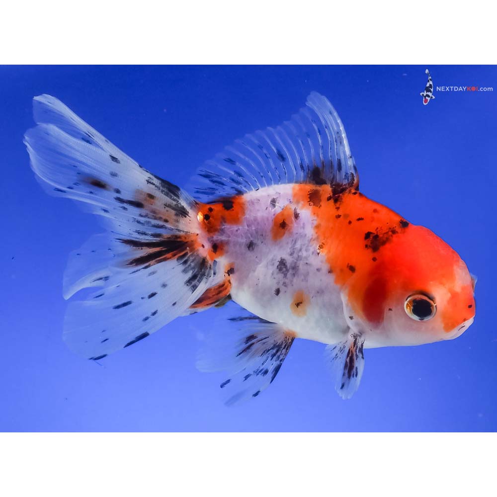 5” Imported Calico Oranda