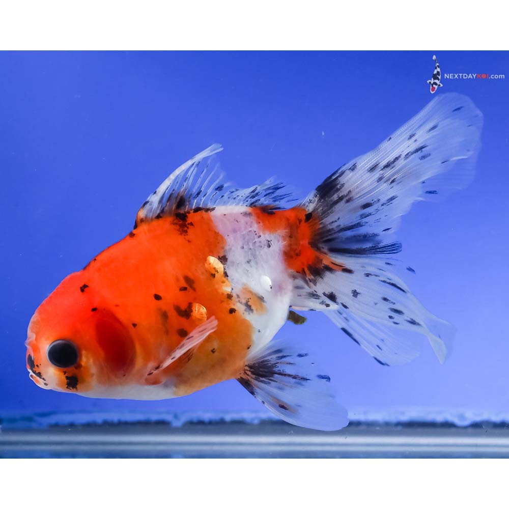 5” Imported Calico Oranda