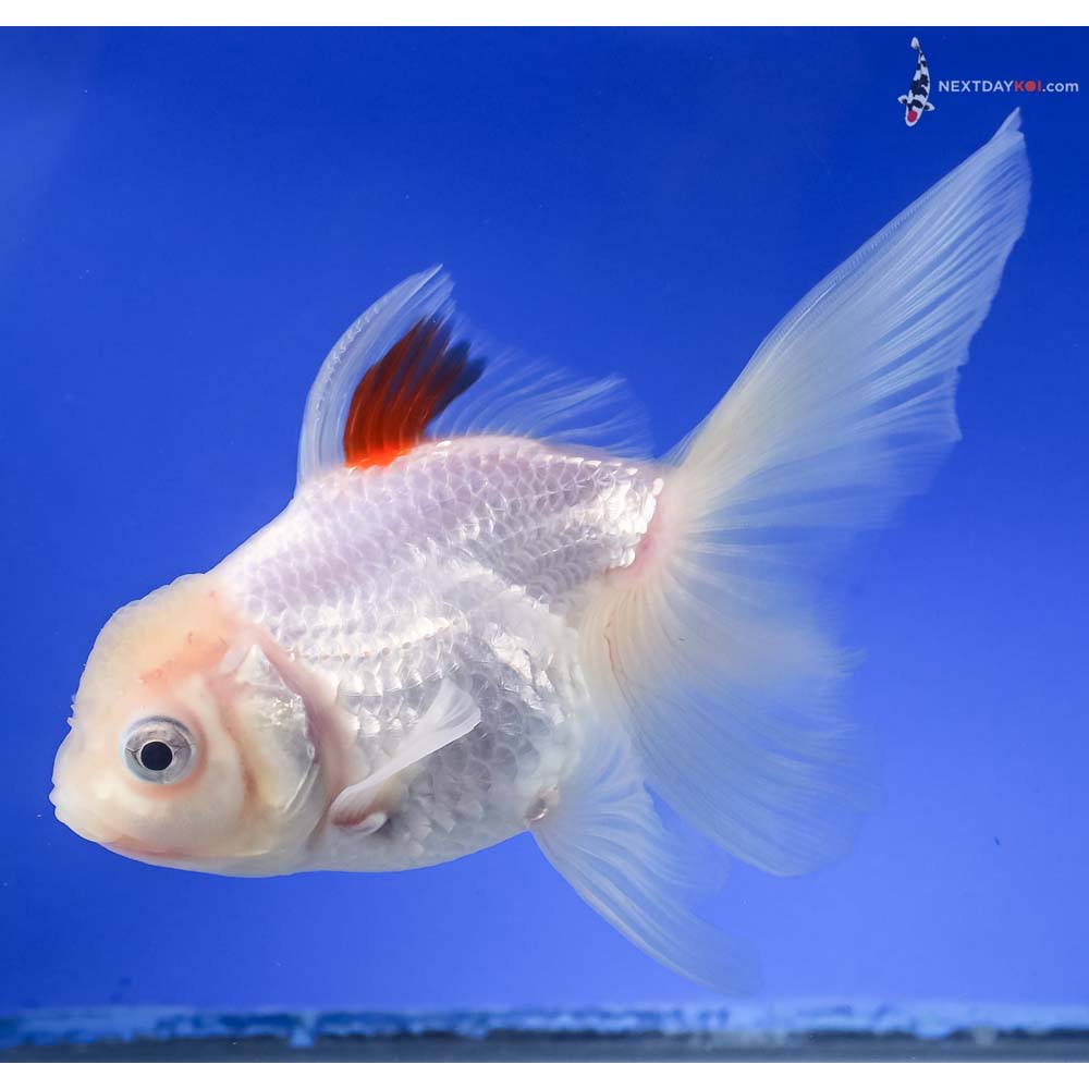 5.5” Imported Red and White Oranda