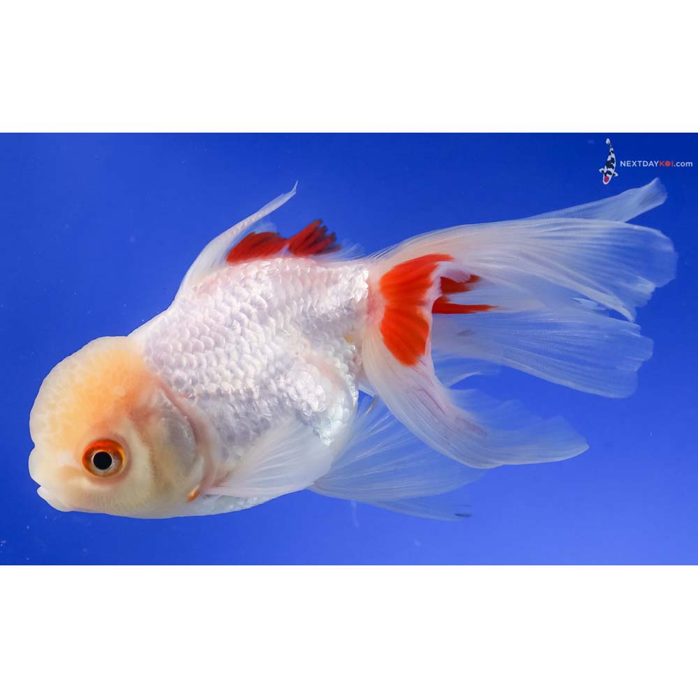 5” Imported Red and White Oranda
