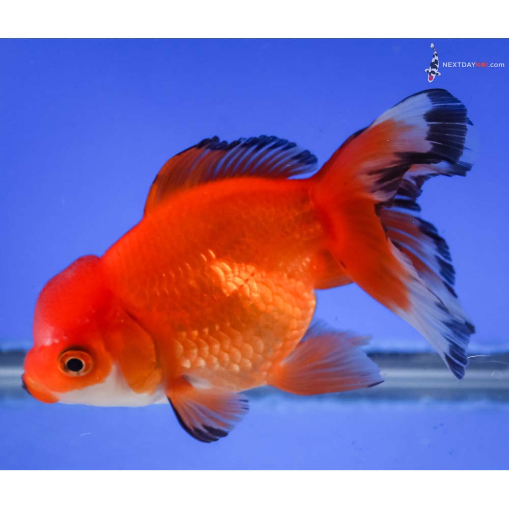 4.5” Imported Tri Color Oranda