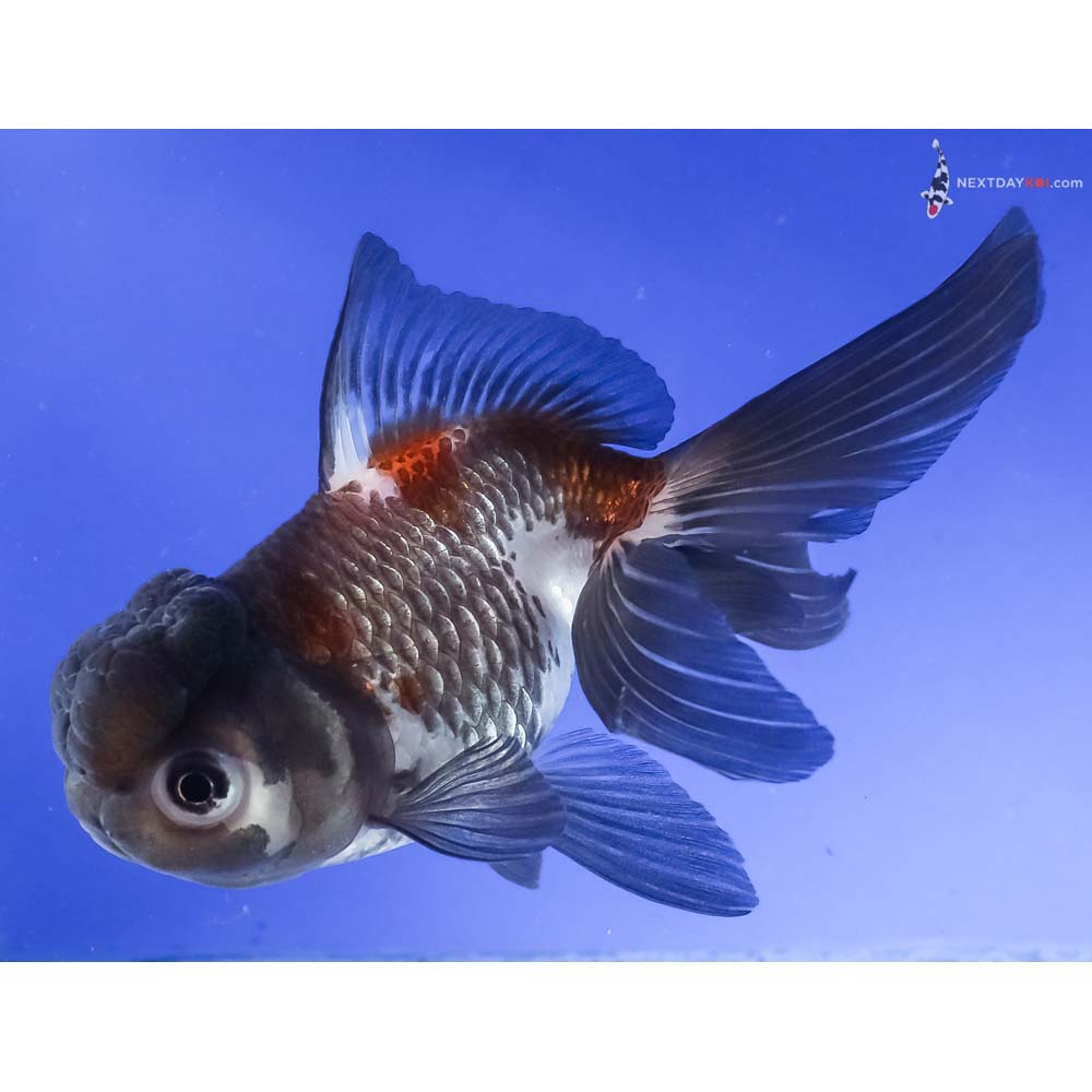5” Imported Tri Color Panda Oranda