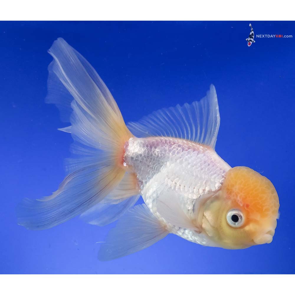 6” Imported White Oranda