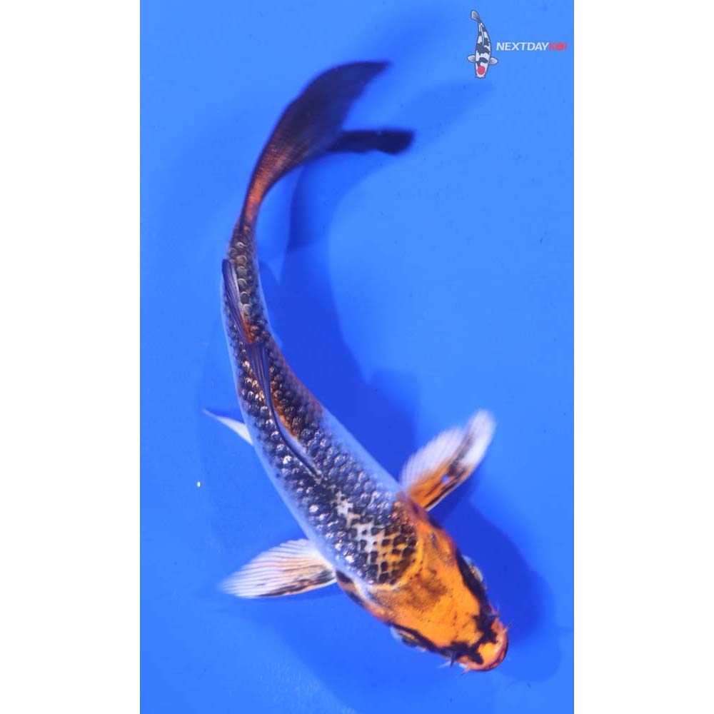 3.5” Imported Gin Rin Kujaku Butterfly Koi