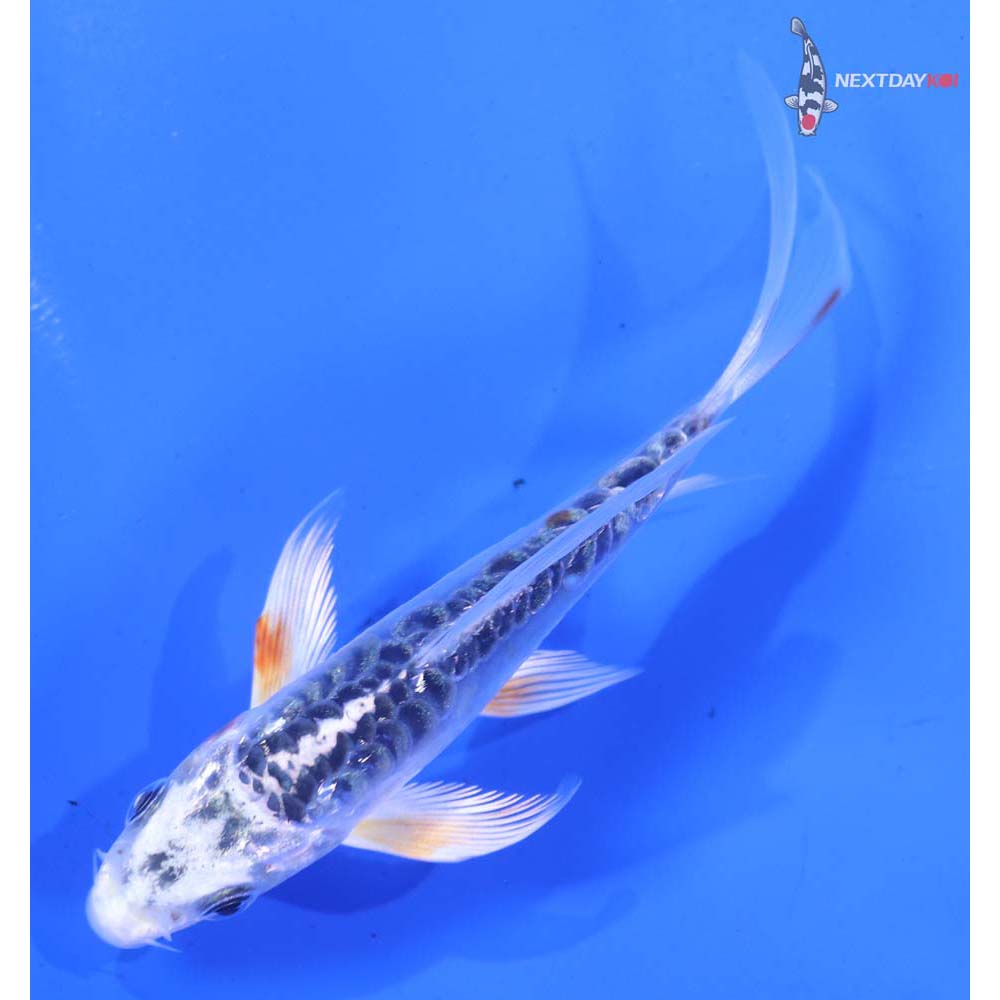 4” Imported Gin Rin Doitsu Kujaku Butterfly Koi