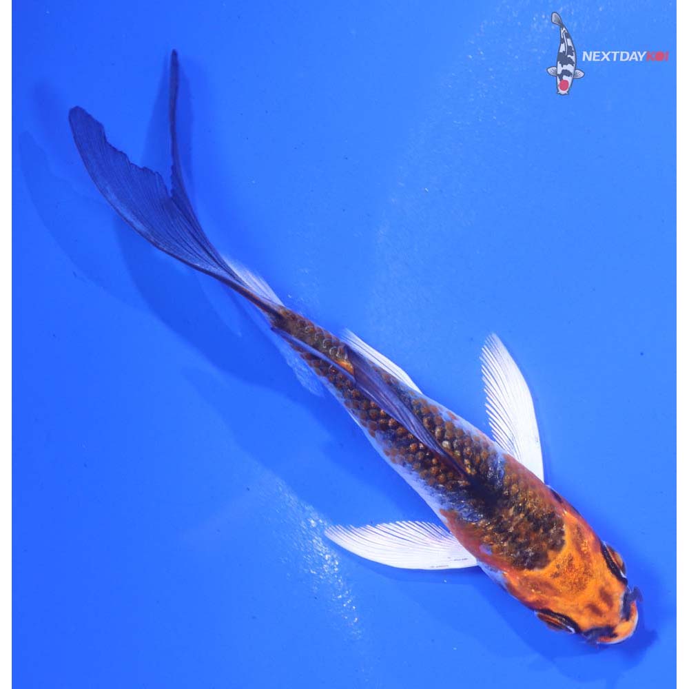 3.5” Imported Gin Rin Kujaku Butterfly Koi