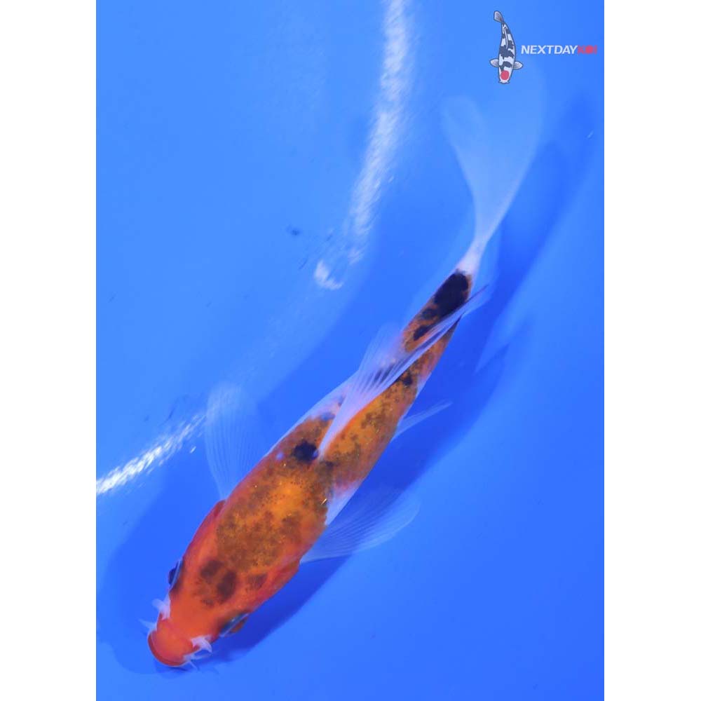 4” Imported Sanke Butterfly Koi