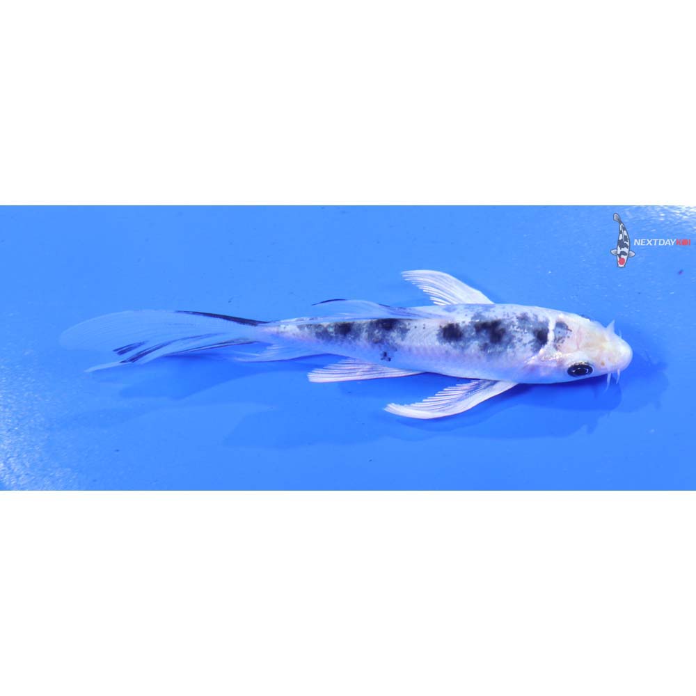 4” Imported Gin Shiro Bekko Butterfly Koi