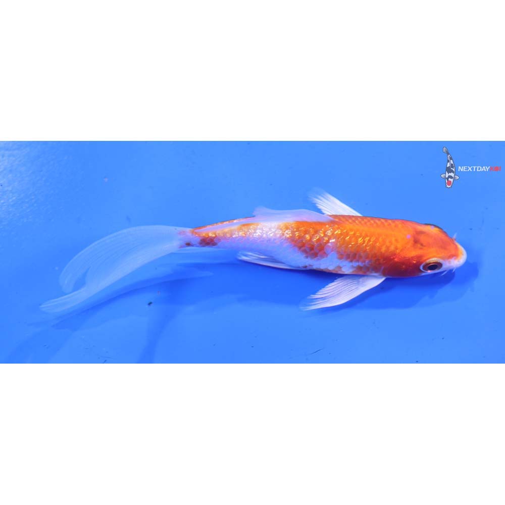 4” Imported Gin Rin Hariwake Butterfly Koi