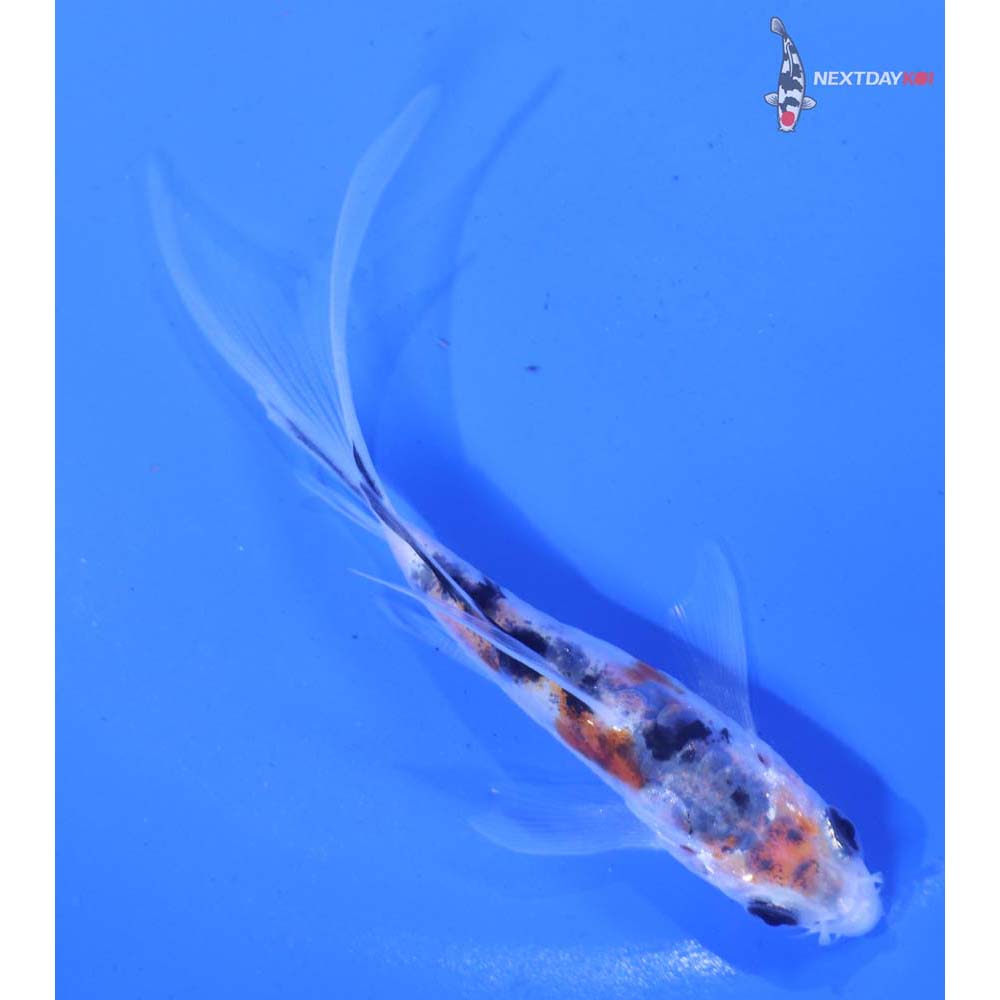 4” Imported Doitsu Sanke Butterfly Koi