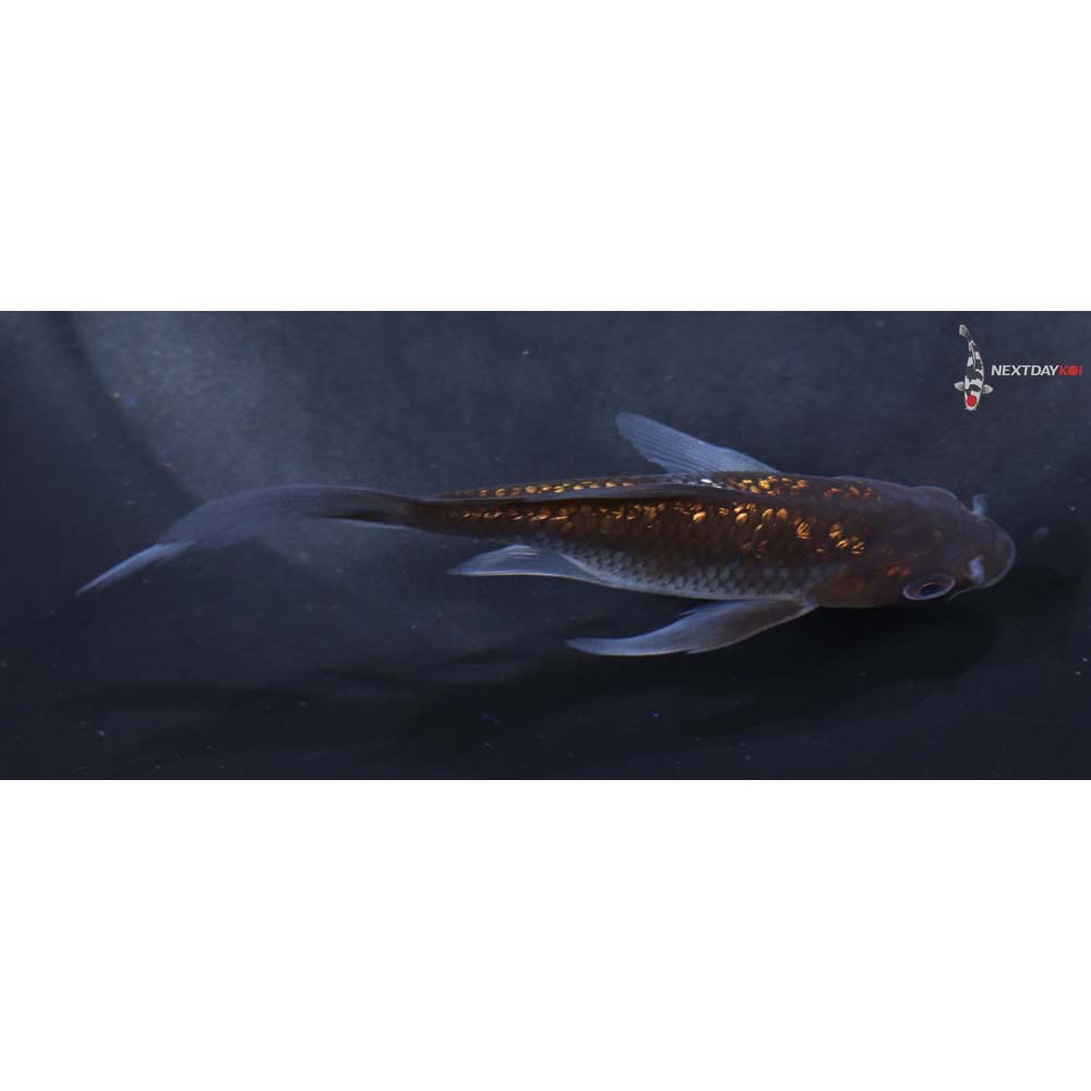 4” Imported Gin Rin Ochiba Shigure Butterfly Koi