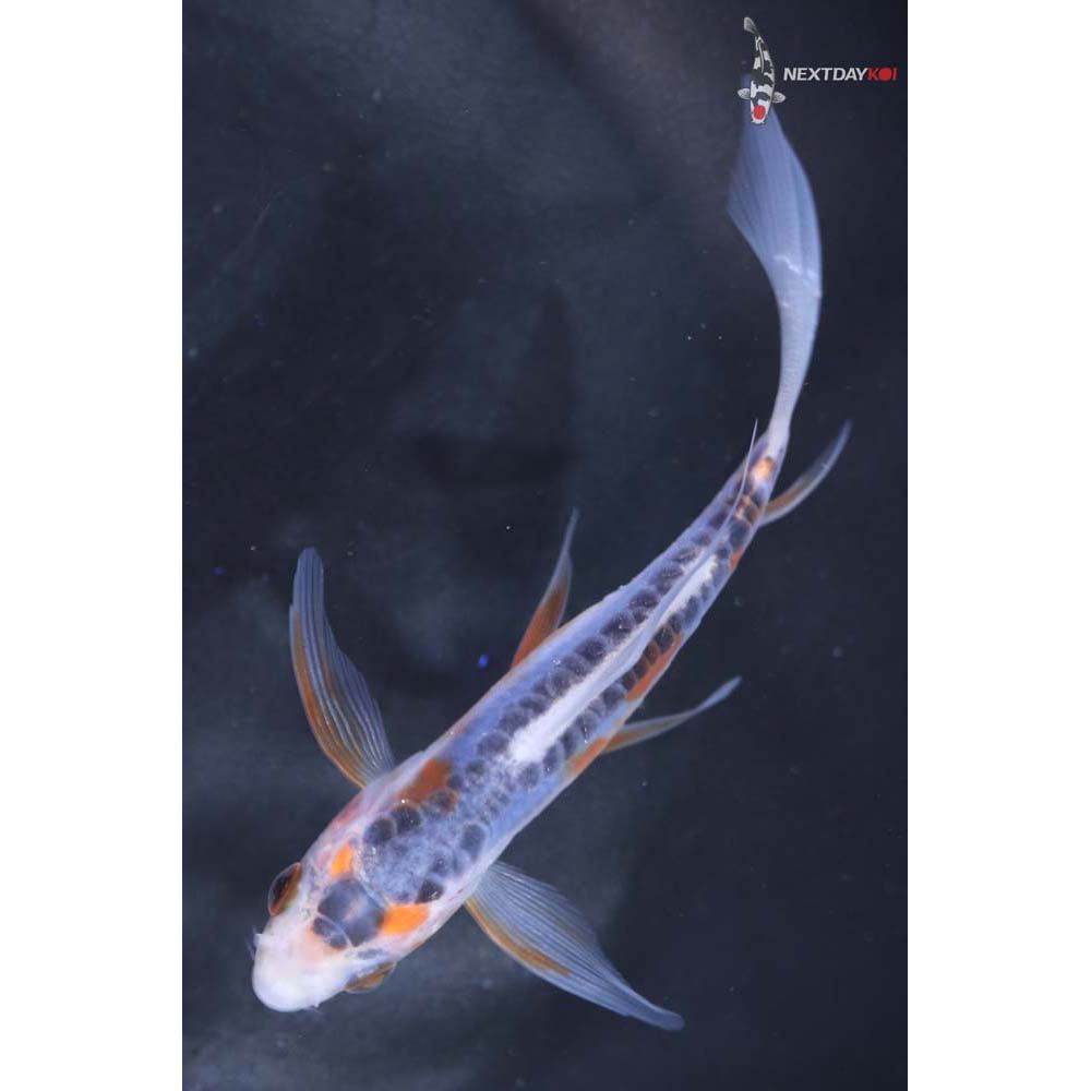 4” Imported Shusui Butterfly Koi