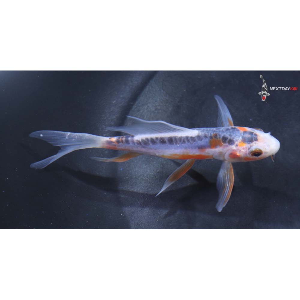 4” Imported Shusui Butterfly Koi