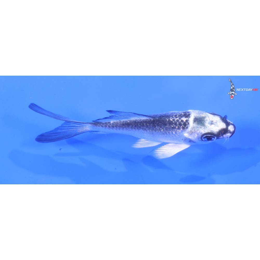 3.5” Imported Gin Matsuba Butterfly Koi