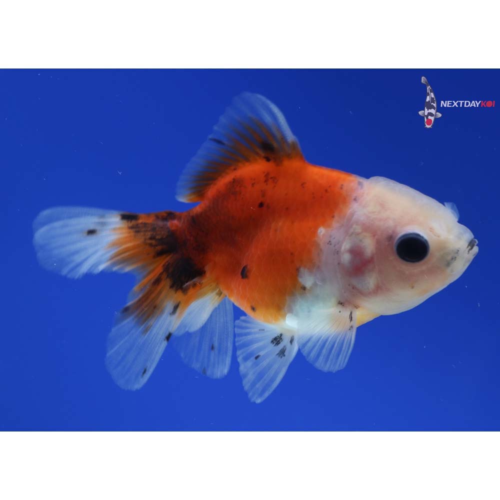 3” Imported Calico Oranda