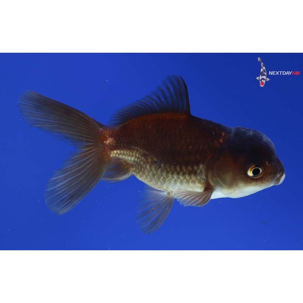 3” Imported Bronze Oranda