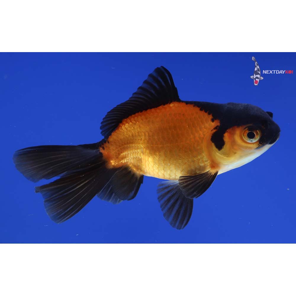 3” Imported Red and Black Oranda