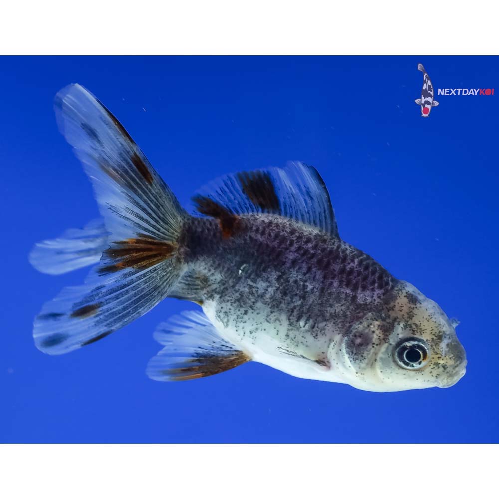 3” Imported Calico Oranda