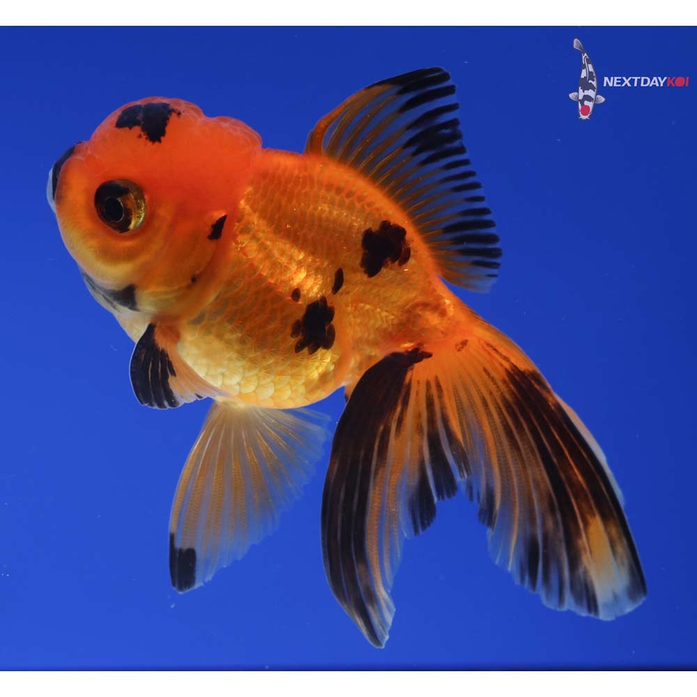 3.5” Imported Red and Black Oranda