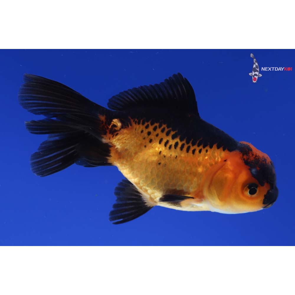 3.5” Imported Red and Black Oranda