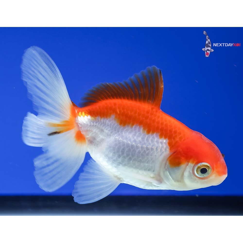 3” Imported Red and White Oranda
