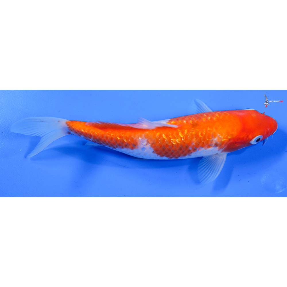 7” Imported Gin Rin Kohaku